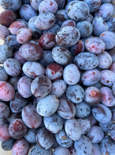 a pile of blue and red potatoes sitting next to each other at CASCINA DOMINA in Gassino Torinese