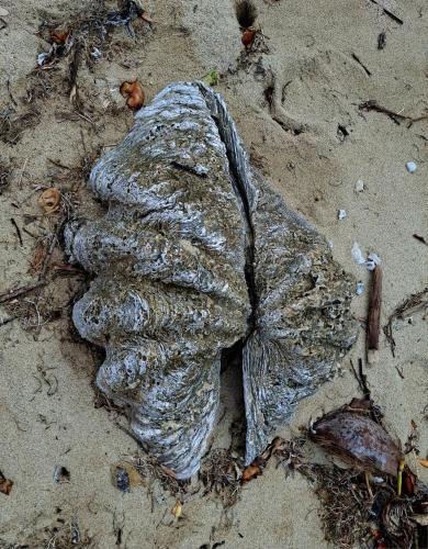 a dead fish laying in the sand on the beach at Juani Pangani in Pangani