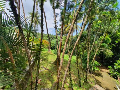 a group of palm trees in a field at Kaza Maléssa in Sainte-Marie