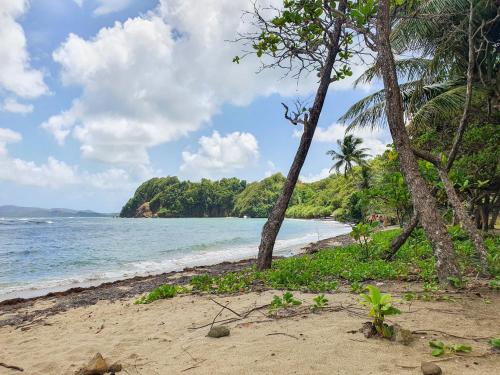 a beach with palm trees and the ocean at Kaza Maléssa in Sainte-Marie