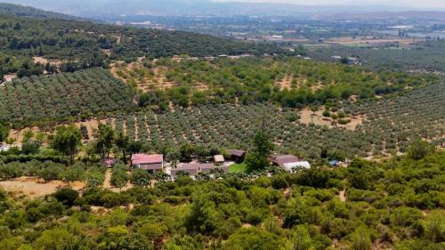 an aerial view of a house on a hill with trees at Casa del Olivia in Seferihisar