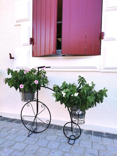 two potted plants sitting in front of a window at La grange des Bruyères, maison rénovée, 5 chambres in Biscarrosse