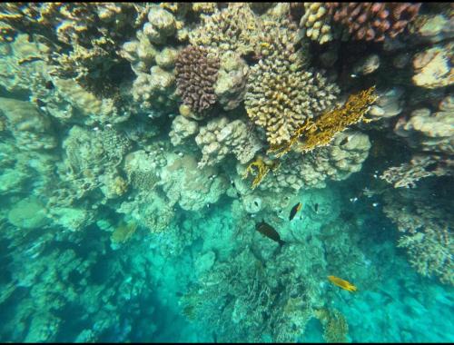 a coral reef with fish in the water at Oyster bey in Marsa Alam