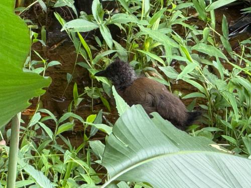 a bird standing on top of a plant at Cabaña del Lago in Marsella