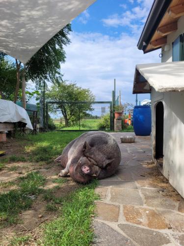 a large hog laying on the ground next to a house at La casa di Bruno in Piove di Sacco