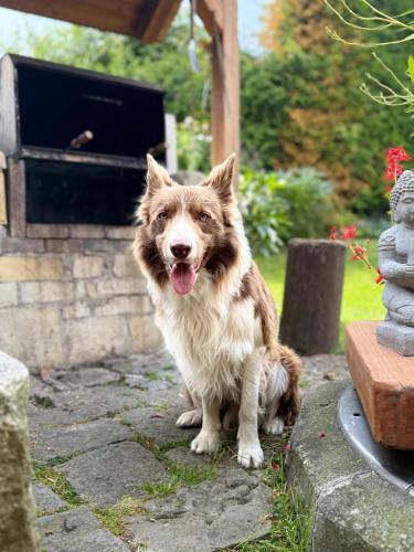 a brown and white dog sitting on the ground at Penzion Pod Lípou in Dolní Brusnice