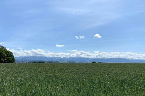 a field of tall green grass with a blue sky at La Ferme in Barberêche
