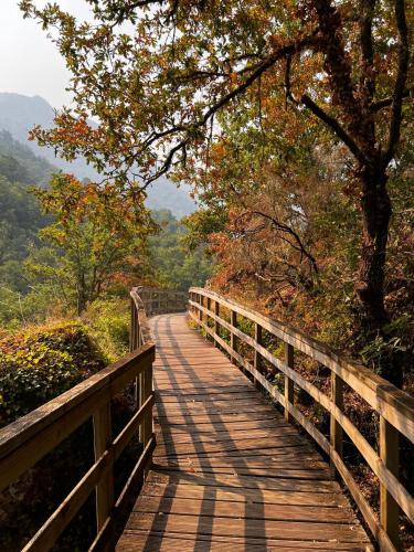 a wooden bridge with a view of a forest at Apartamentos Ribeira Sacra in Parada del Sil