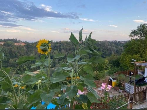 a sunflower growing in a garden with a view at B&B TERRA DI COLLINA in Montegrosso dʼAsti