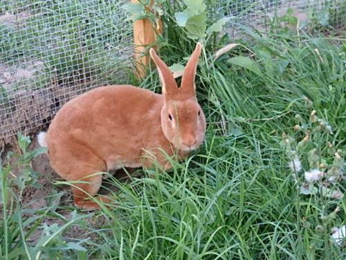 a brown rabbit is sitting in the grass at Ferienwohnung Silvia in Sankt Kanzian