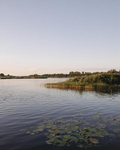a large body of water with trees and grass at HATTA Las in Gąsiorowo Duże