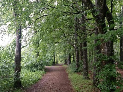 a path in a forest with trees on either side at Lakefront Gem in Skarrild - By Traum Ferienwohnungen in Kibæk