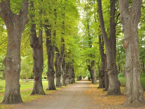 a dirt road lined with trees in a park at Charming Retreat on Eno - By Traum Ferienwohnungen in Karrebæksminde
