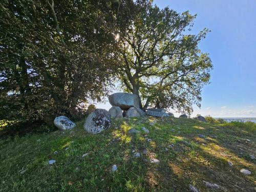 a group of rocks on a hill with a tree at 6 person holiday home in Vordingborg-By Traum in Vordingborg