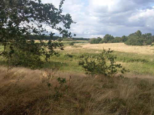 a field of tall grass with trees in the background at Charming Retreat by River - By Traum Ferienwohnungen in Fårvang