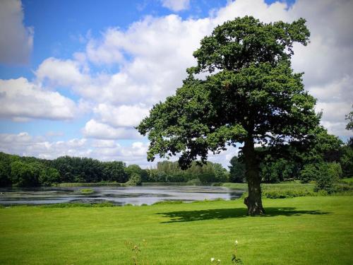 a tree in a field next to a river at 7 person holiday home in Svendborg-By Traum in Svendborg