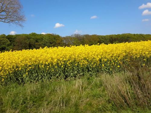 a field of yellow flowers in a field at 7 person holiday home in Svendborg-By Traum in Svendborg