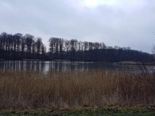 a body of water with trees in the background at 7 person holiday home in Svendborg-By Traum in Svendborg
