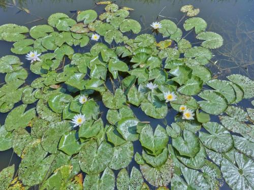 a group of green plants with white flowers in the water at Poldergeluk in Ooltgensplaat