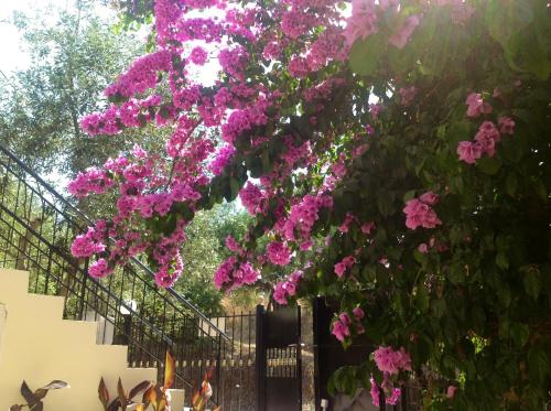 a bunch of pink flowers hanging over a fence at Villa Sofia in Chrani
