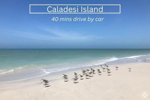 a flock of seagulls walking on a beach at Mins to Beach - Studio Home- Walk to Downtown - Free Parking in Tarpon Springs
