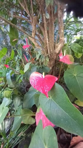 a group of pink butterflies sitting on green leaves at Mahaweli Shades in Kandy