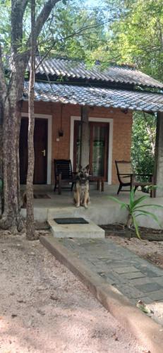 a couple of dogs sitting in front of a house at Villa Habarana in Habarana