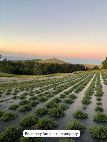 a rows of plants in a field at Sea & Mountain Views Retreat on Rosemary Farm in Waihi