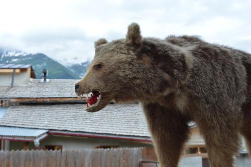 a brown bear standing in front of a house at Mziuri Guest House in Mestia