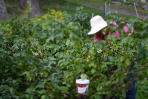 Eine Person steht mit einem Regenschirm in einem Garten in der Unterkunft Uddebogård 2 in Hjo