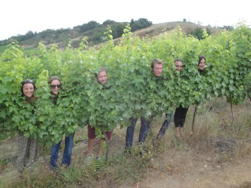a group of people standing in a field of green grapes at The Travelling Chile in Valparaíso