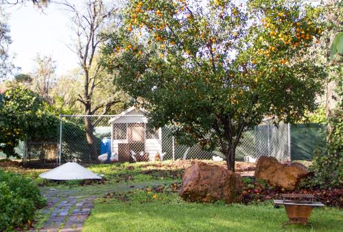 a garden with an orange tree and a gazebo at Farview Guest Accommodation in Pickering Brook