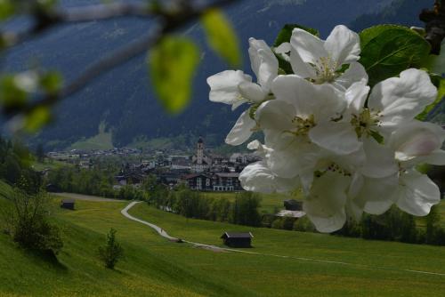 a tree with white flowers on a green field at Haus Elisabeth in Neustift im Stubaital