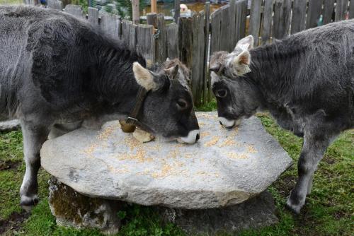 two cows standing on top of a rock at Haus Elisabeth in Neustift im Stubaital
