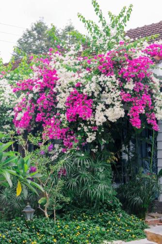 a bunch of pink and white flowers on a building at Window Homestay in Kon Tum