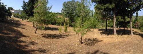 a group of trees in a dirt field at Secluded 1.8 acre garden Villa, for exclusive use with Stunning Views. in Kalandra