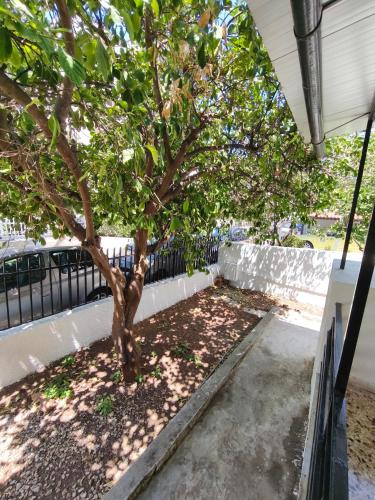 a small tree in a yard next to a fence at Flya House in Athens