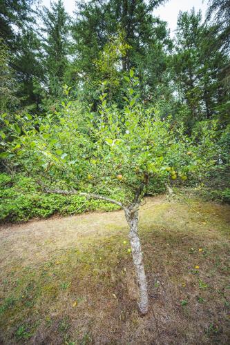 a small tree in the middle of a field at Fern House Rustic Modern Hiking Base Sequim in Sequim