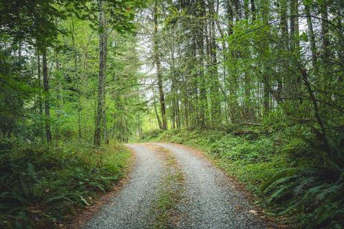 a dirt road in the middle of a forest at Fern House Rustic Modern Hiking Base Sequim in Sequim