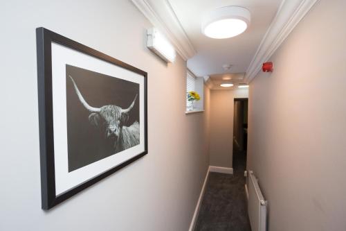 a picture of a bull on a wall in a hallway at The City Hotel in Durham