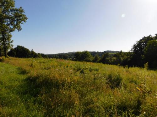 a field of grass with trees in the background at Baza wypadowa 3 in Leśna