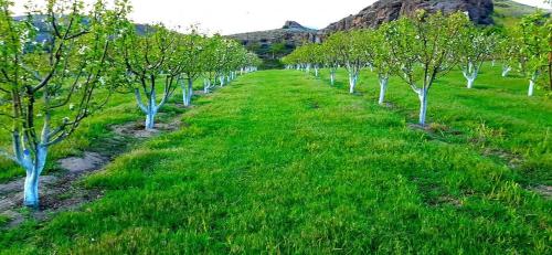 a row of trees in a field with green grass at GreenField Resort in Yeghegnadzor