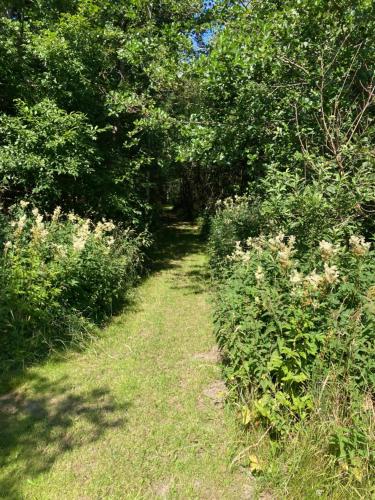 a path through a forest with trees and grass at Lerbæk Naturpark in Frederikshavn