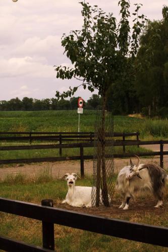 two animals standing next to a tree in a field at Tiny Eco House Alba - rust, natuur en eenvoud in het Kempenbos in Diessen