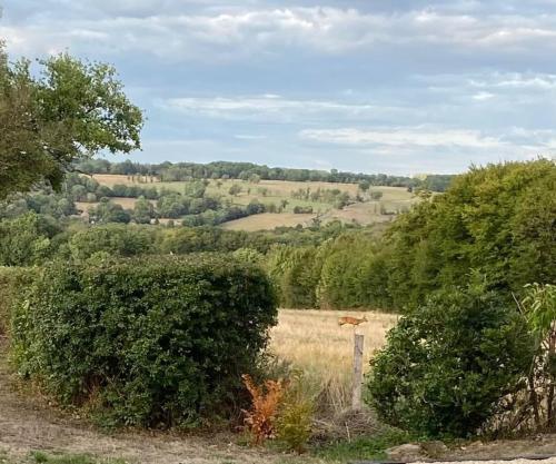 a field with a cow in the distance at Cidre Bois in Saint-Sulpice-le-Dunois