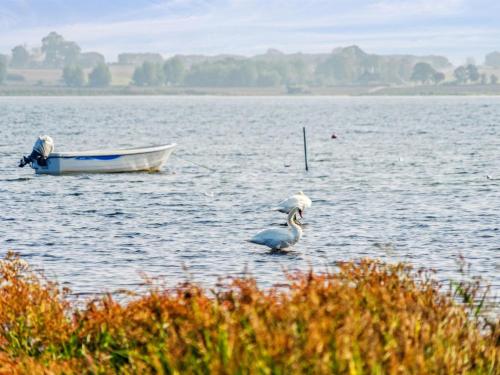 a swan and a boat in a body of water at Holiday Home Gyrth - 20m to the inlet by Interhome in Munkebo