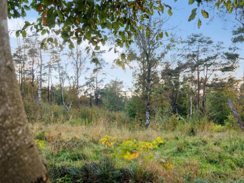 a field of grass with yellow flowers and trees at Holiday Home Rami - 2km from the sea by Interhome in Tisvildeleje