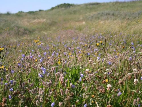 a field of purple and yellow flowers in a field at Holiday Home Gisa - 400m from the sea by Interhome in Fjerritslev