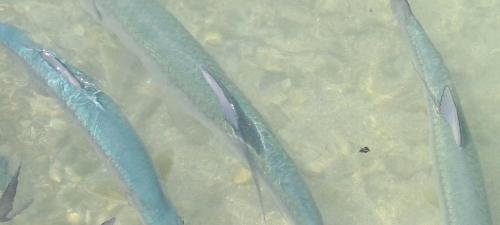 a group of blue fish swimming in the water at By The Bay Oracabessa Queen Bedroom Suite in Oracabessa