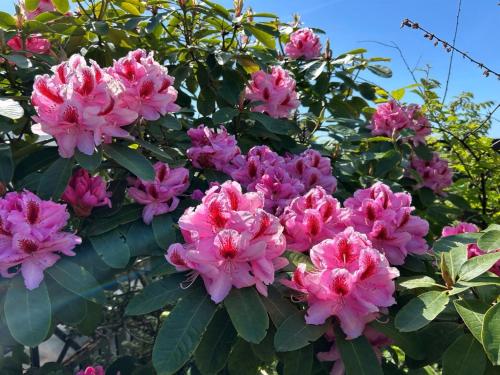 a bunch of pink flowers on a tree at Holiday Home Asta - 1km from the sea by Interhome in Ebeltoft